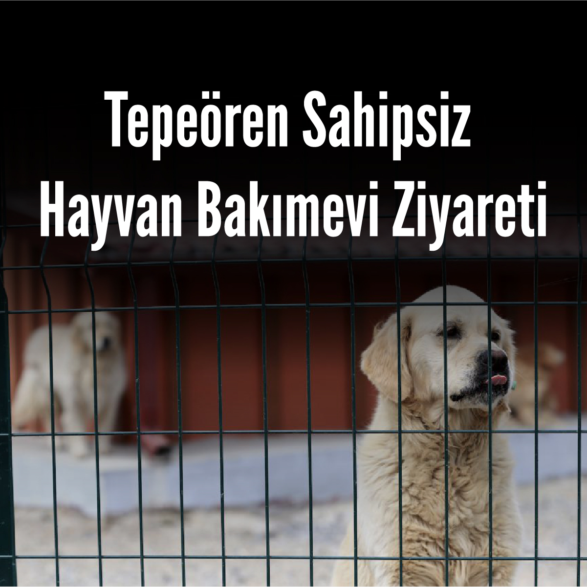 barınak etkinlik-pc